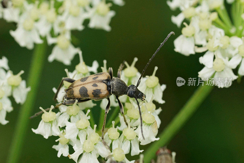 斑点长角甲虫的特写，Judolia cerambyciformis在白色的Heracleum sphondylium